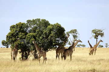 Fototapeta na wymiar Masai Mara Giraffe Herd