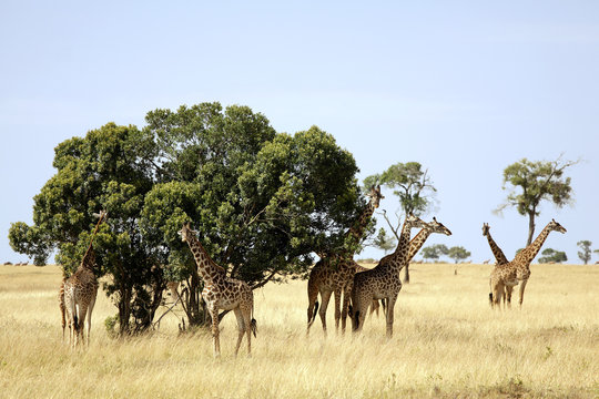 Masai Mara Giraffe Herd