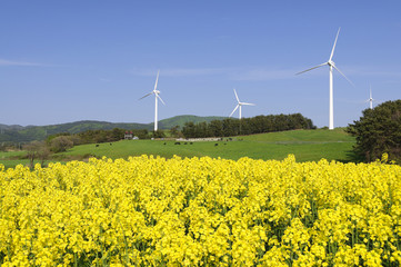 菜の花畑と風車