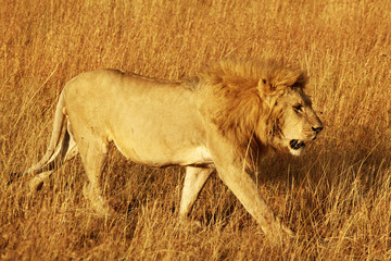 Masai Mara Lion