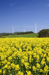 菜の花畑と風車