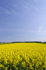 Obraz premium 菜の花畑