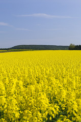 Obraz premium 菜の花畑