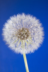 Close up of one dandelion head with seeds on blue sky background
