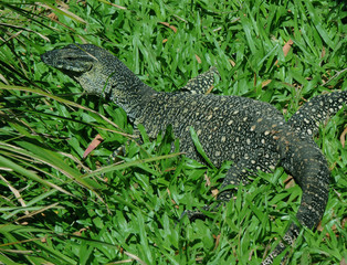 Lace Monitor (Lace Goanna) (Varanus varius) Lizard
