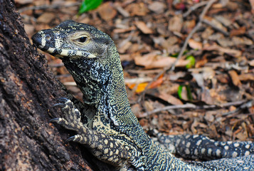 Lace Monitor Lace Goanna Varanus Varius Lizard, Closeup