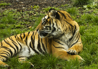 a tiger lying on a green grass