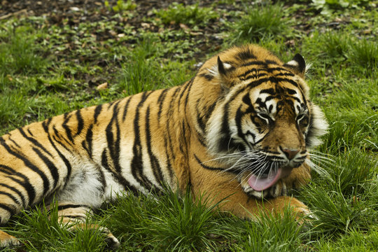 a tiger licking his paw