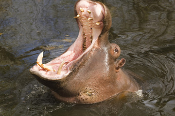 hippo opening his mouth