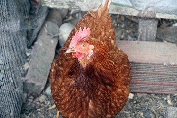 red chicken