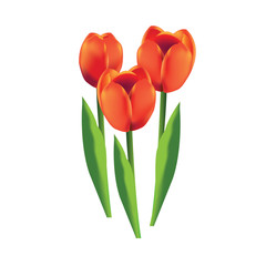 Tulips