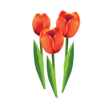 Tulips