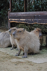カピバラ