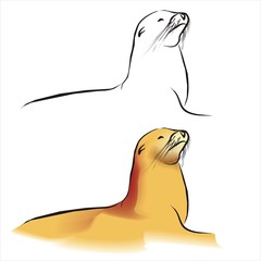 seelöwe001 © Andrea Hirmer