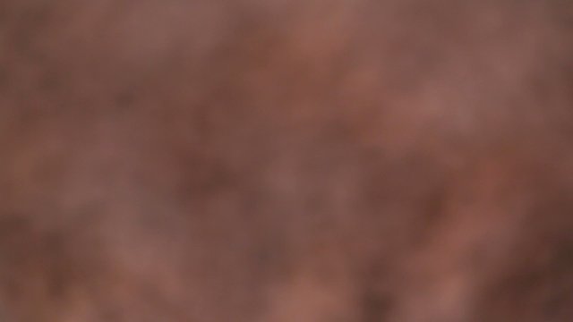 Close-up of coffee beans