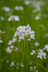 Wiesenschaum