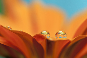 Kropelki na płatku kwiata © sitriel