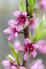 Obraz premium Peach