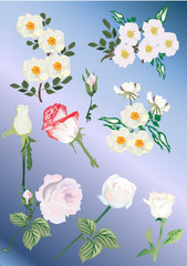 set of white rose and brier flowers