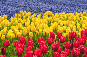 Obraz premium Tulip