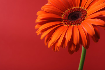 Delicate background with Beautiful red gerber flower
