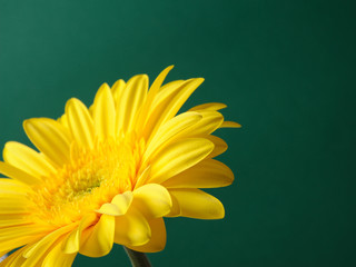 Delicate background with Beautiful yellow gerber flower