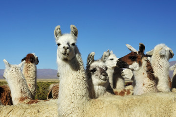 Troupeau de lamas dans la pampa Argentine (NOA) - 31653960