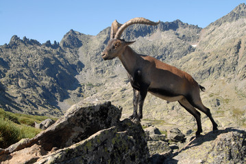 Macho entre las rocas