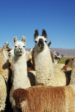 Troupeau de lamas dans la pampa Argentine (NOA)