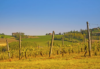 Obraz premium Vineyard