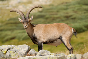 Macho montés en primavera
