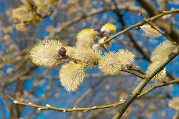 willow flowers