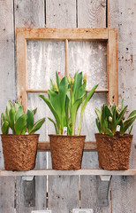 Tulip pots on windowsill in springtime