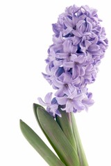 lila hyacinth