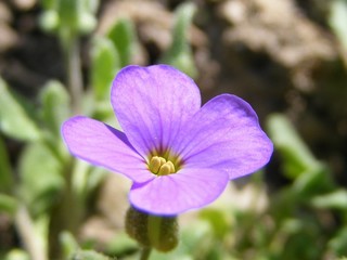 mauve spring flowers