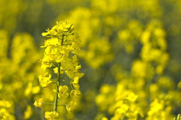 A close-up of a vibrant yellow rapeseed flower blooming in a sunny field, with a soft blurred background creating a warm and cheerful springtime atmosphere