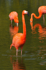 Fototapeta na wymiar Flamingi w basenie