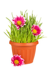 Green grass in a pot isolated