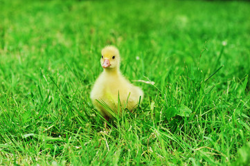duckling on green grass