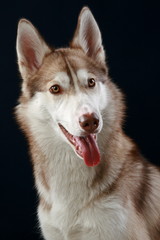 Siberian Husky dog. Close-up portrait