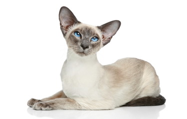 Oriental Blue-point siamese cat - Powered by Adobe
