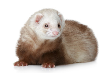 Brown Ferret lying on a white background