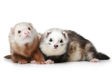 Two polecat resting on a white background