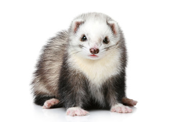 Fototapeta premium Ferret on a white background