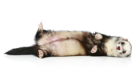 Ferret lying on site a white background