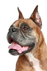 Old Boxer dog. Portrait on white background