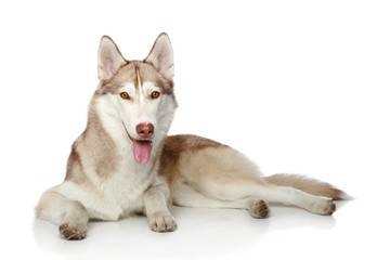 Siberian Husky on white