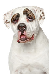 Obraz premium American Bulldog. Portrait on a white background