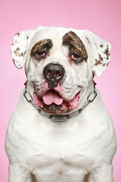 American Bulldog. Portrait on a pink background