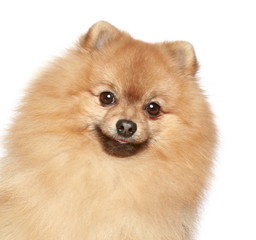 Obraz premium Pomeranian Spitz dog. Close-up portrait
